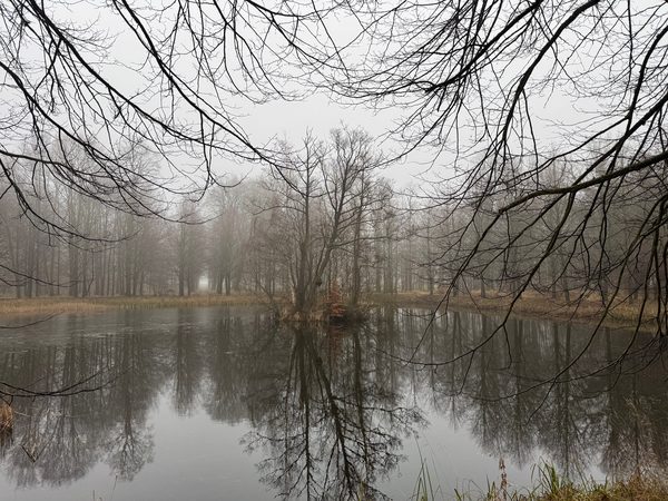 Parkteich, Januar, vormittags, Nebel